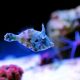 The Final Information to Protecting Aiptasia Filefish in Your Reef Tank