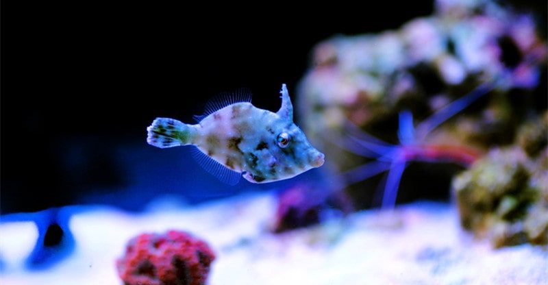 The Final Information to Protecting Aiptasia Filefish in Your Reef Tank