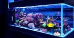 Distinctive and Attention-grabbing Additions to Your Fish Tank