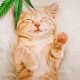 From Scratch to Snuggles: How CBD Oil Enhances Your Cat’s High quality of Life