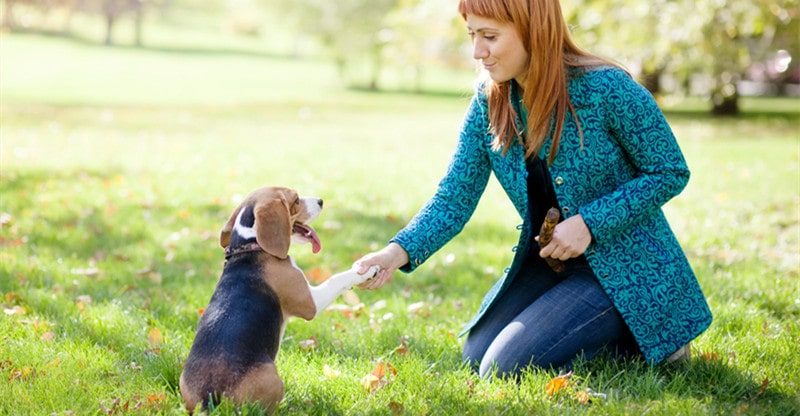 5 Canine Breeds That Are Simple To Practice