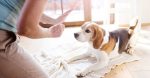 5 Easy Canine Coaching Ideas for New Homeowners