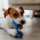 5 Chew Snacks to Maintain Your Canine Busy