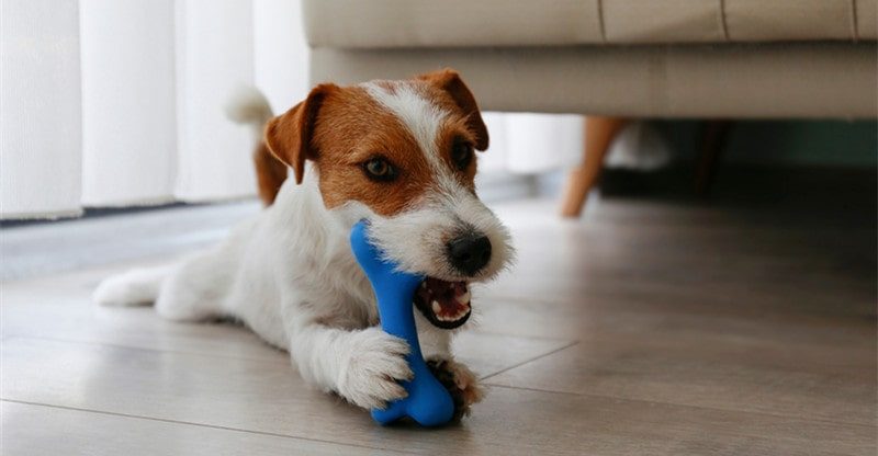 5 Chew Snacks to Maintain Your Canine Busy