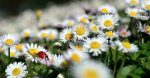 Your Wonderful Choices: The 5 Finest Flowers You Ought to Develop in Your Backyard