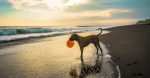 Distinctive Vacation Present Concepts For Your Pets