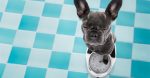 How To Assist Your Canine Lose Weight