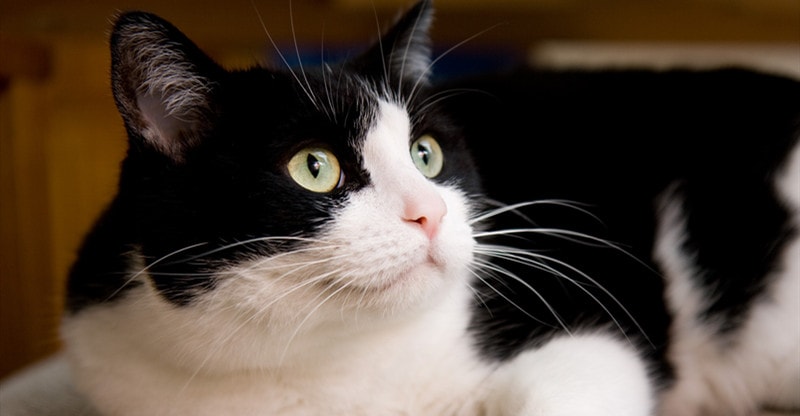 5 Straightforward Methods to Make Your Cat Happier and More healthy