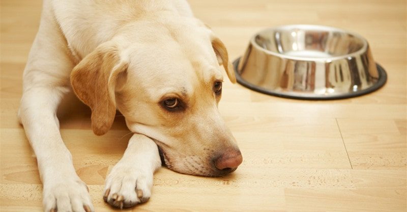 5 Greatest Milk Replacements For Your Pet