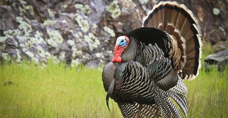 Minnesota Wild Turkey Looking: 5 Key Takeaways