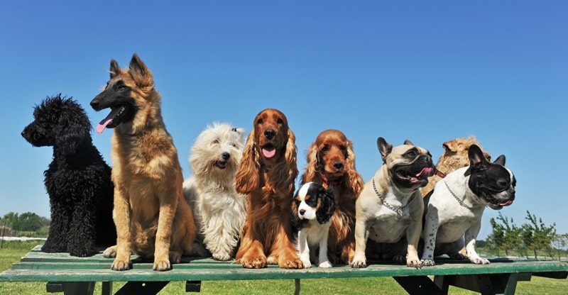 7 Ideas For Choosing A Canine Breed To Go well with Your Household