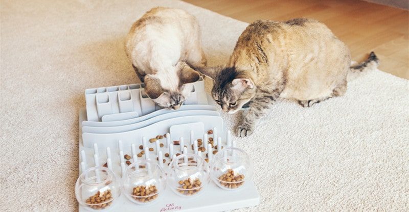 Prime 6 Contemporary And Wholesome Snacks For Cats